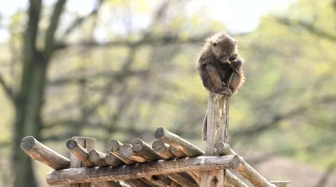 Baboon Stock Footage 707282
