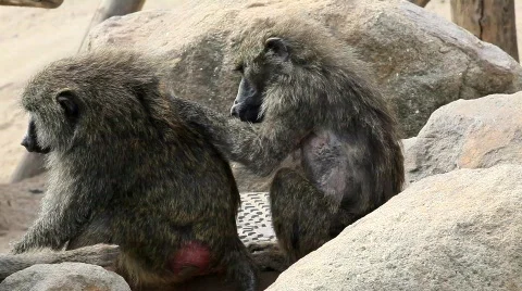 Baboon Stock Footage 708218