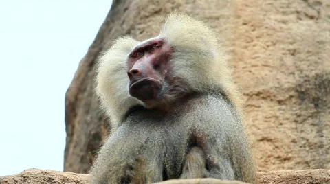 Baboon Stock Footage 712835