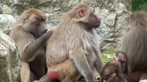 Baboon Video stock 8664402