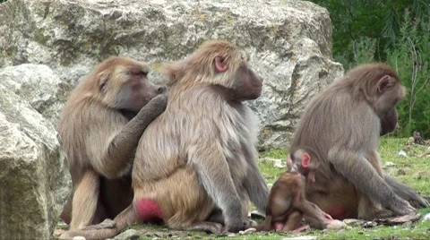 Baboon Stock Footage 8664566