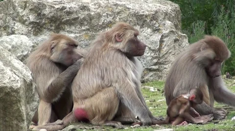 Baboon Video stock 8664837