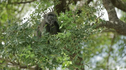 Baboon Stock Footage 29153245