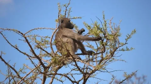 Baboon Stock Footage 29657775