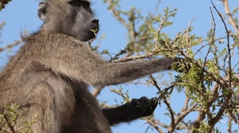 Baboon Stock Footage 29657927