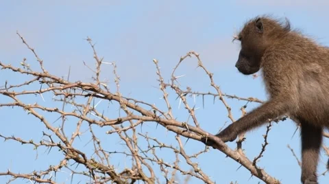 Baboon 動画素材 29658997