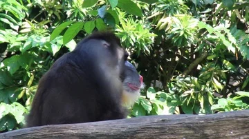 Baboon Video stock 85567513