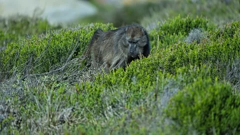 Baboon Foraging for Food Across Dense Coastal Vegetation, Close-up Vídeos de archivo 343082991