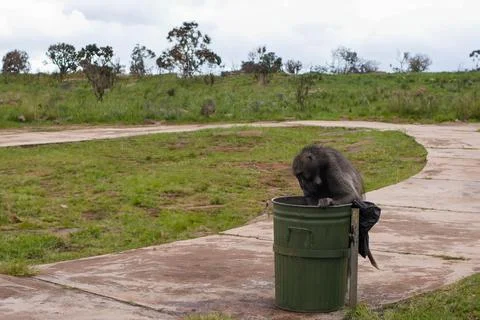 Baboon Foraging in a Trash Bin on a Grassy Clearing 스톡 사진