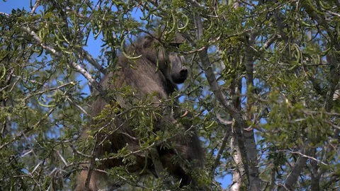 Baboon foraging at tree Stock Footage 108497892