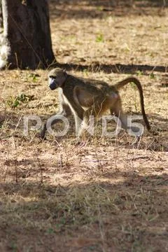 Baboon in the Grass Stock Photos
