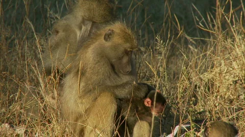 Baboon grooming 库存影片 364031