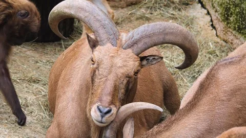 Baboon grooming  Stock Footage 261221613