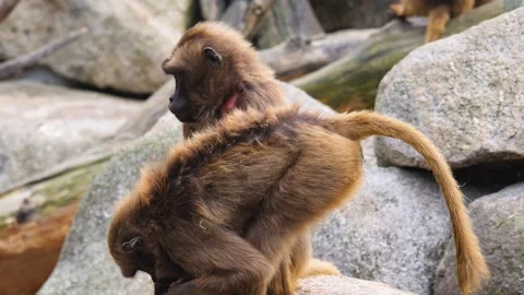Baboon grooming  Stock Footage 261241571