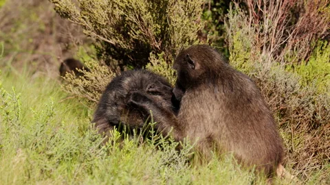 A Baboon Grooming For Parasites Video stock 236511730