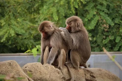 Baboon Grooming Stockfoto's