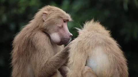 Baboon grooming session in forest setting 動画素材 338011361