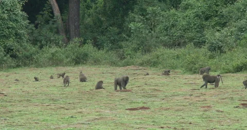 BABOON GROUP FEEDING Stock Footage 256434233