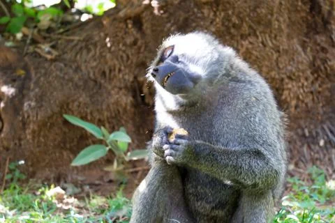 A baboon has found a fruit and eats it Stock Photos