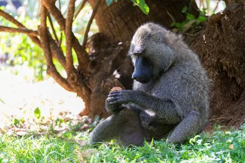 A baboon has found a fruit and eats it Stock Photos