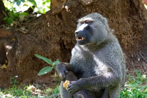 A baboon has found a fruit and eats it Stock Photos