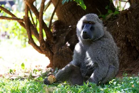 A baboon has found a fruit and eats it Stock Photos