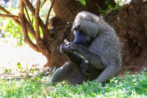 A baboon has found a fruit and eats it Stock Photos