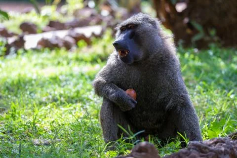 A baboon has found a fruit and eats it Stock Photos
