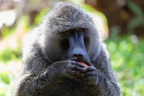 A baboon has found a fruit and eats it Stock Photos
