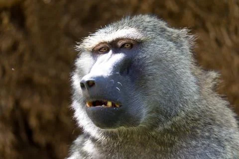 A baboon has found a fruit and eats it Stock Photos