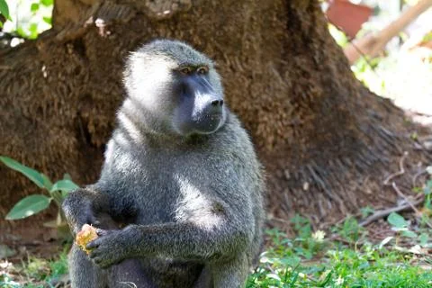 A baboon has found a fruit and nibbles on it Stock Photos