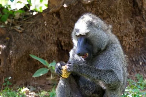 A baboon has found a fruit and nibbles on it Stock Photos