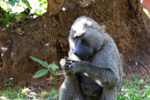 A baboon has found a fruit and nibbles on it Foto stock