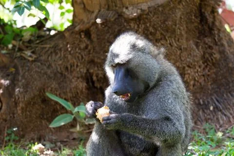 A baboon has found a fruit and nibbles on it Stock Photos
