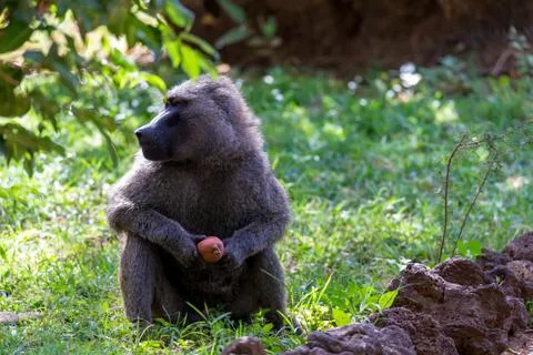 A baboon has found a fruit and nibbles on it Stock Photos