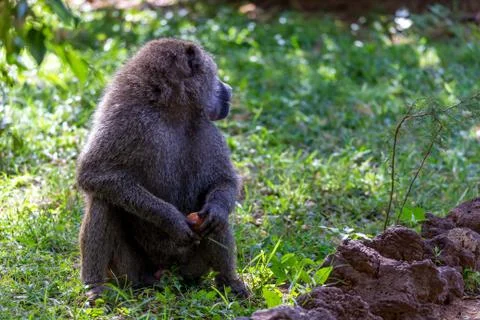 A baboon has found a fruit and nibbles on it Stock Photos