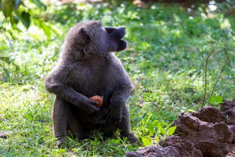 A baboon has found a fruit and nibbles on it Stock Photos