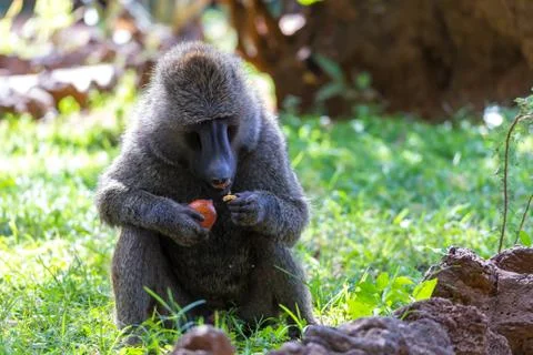 A baboon has found a fruit and nibbles on it Stock Photos