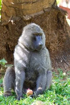 A baboon has found a fruit and nibbles on it Stock Photos