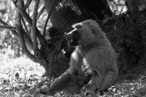 A baboon has found a fruit and eats it Stock Photos