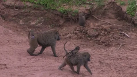 Baboon infant on back of mother Stock Footage 172160028