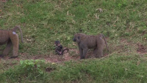 Baboon infant fall down bank Stock Footage 172160024