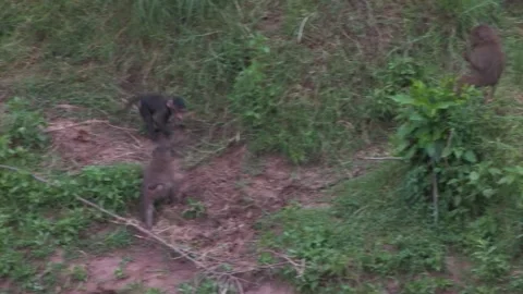 Baboon infant running but gets stopped by a juvenile Stock Footage 172160029