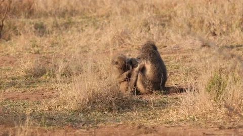 Baboon Inspecting And Grooming Another Stock-Footage 230934859