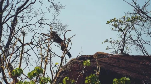 Baboon jumping Stock Footage 278981186