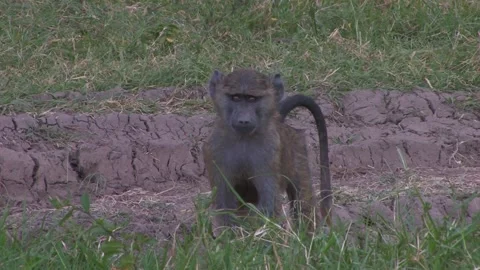 Baboon juvenile inquisitively playing to camera Stock Footage 172160041