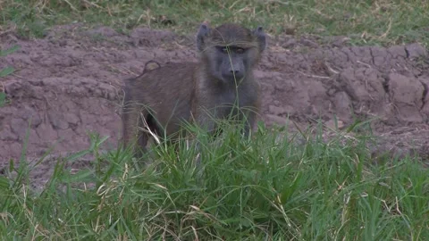 Baboon juvenile inquisitively playing to camera Stock Footage 172160042
