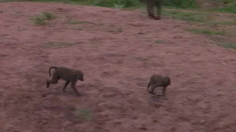 Baboon juvenile's chasing each other Video stock 172160035