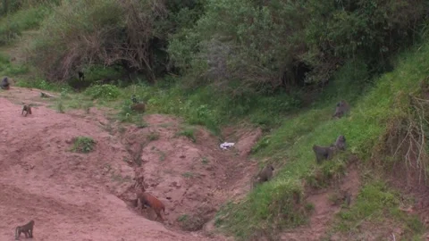 Baboon juvenile's chasing each other amongst the troop, bushbuck and plastic Stock Footage 172160036