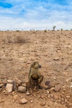 Baboon in kenya Stock-Fotos